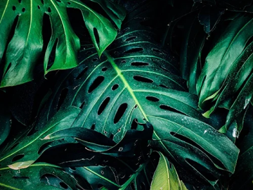 Newsletter Popup Image